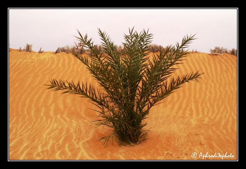 046 La presence d eau dans cette immensite desertique favorise la vegetation